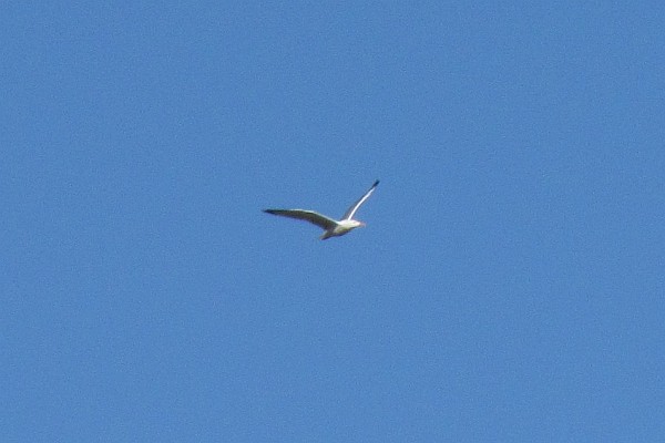flying water bird (iII)