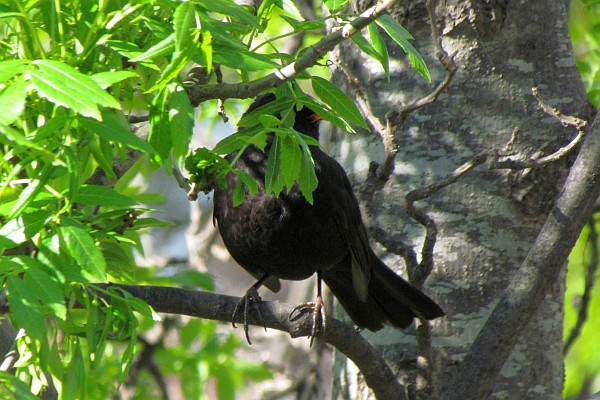 front view of a hiding black bird