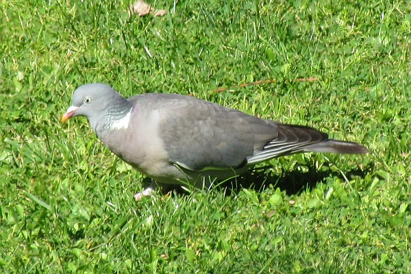 a pigeon finding food in the grass (II)
