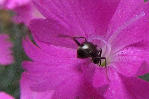 ant's backside sticking out of flower