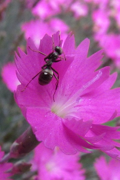 ant leaving flower