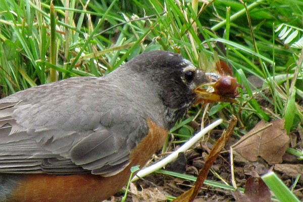 Robin eating