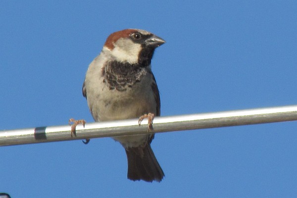 Male House Sparrow on TV Antenna 