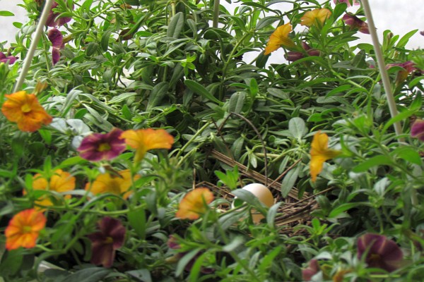 a nest and an egg in a hanging basket of flowers