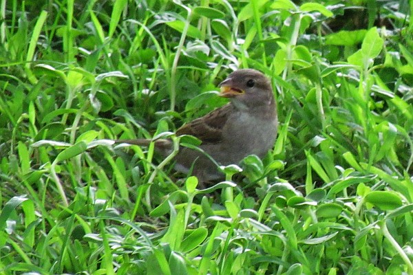 a female house sparrow found some bird seed