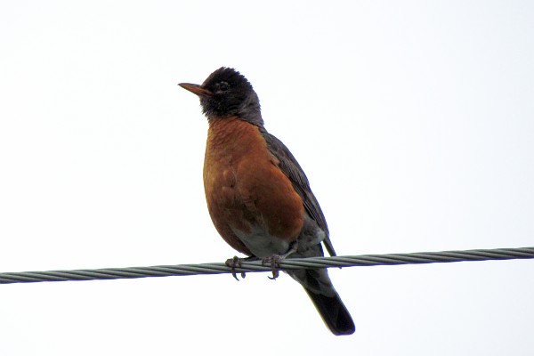 an American robin sits on an electric cable