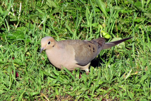 a mourning dove on the ground in the morning