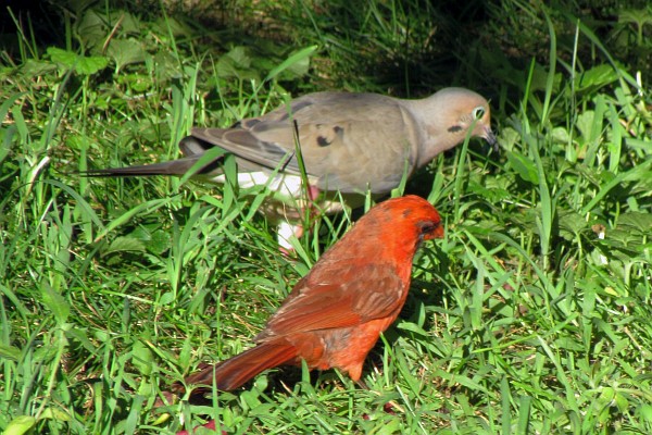 a male cardinal and a moruning dove both scrounging for food