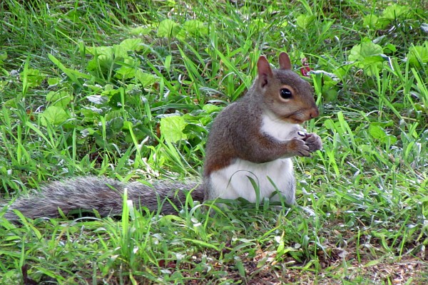 a gray squirrel looks at its food