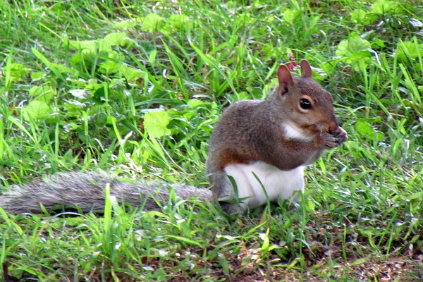 a gray squirrel eats some bird seeds
