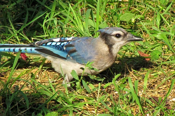 a blue jay is back checking out the bird seed