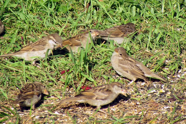 a part of a flock of female house sparrows feeding off of the ground