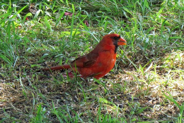 a male cardinal on the ground