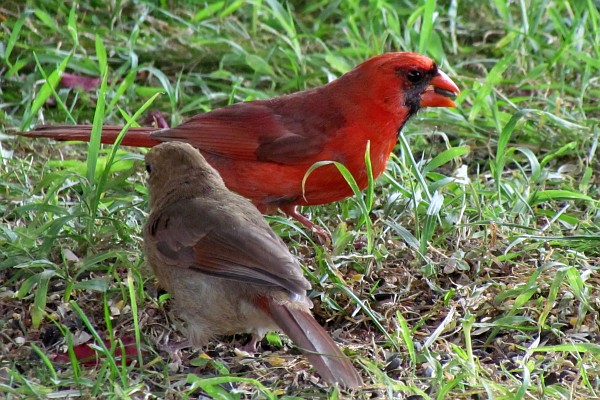 a female and male cardinals on the ground
