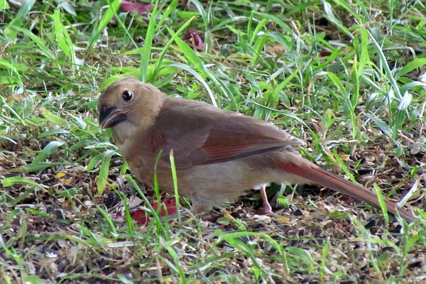 in subdued light this femal cardinal appears fairly gray