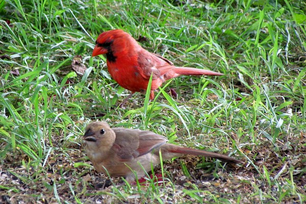 a female and male cardinal again on the ground