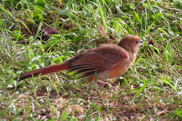 a female cardinal showing her slightly red plumage
