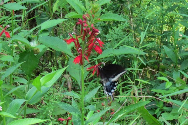 spicebush swallowtail butterfly (I)