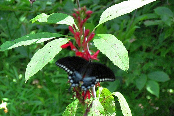 spicebush swallowtail butterfly (II)