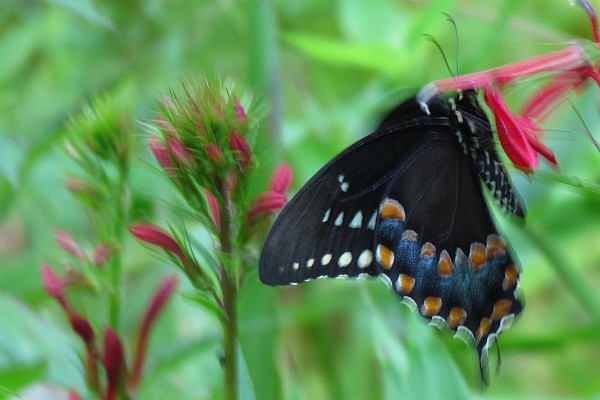 spicebush swallowtail butterfly (III)