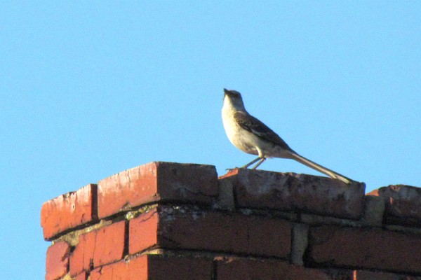 a northern mockingbird on a chimney top