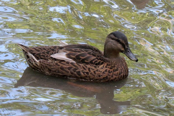 a female Mallard duck