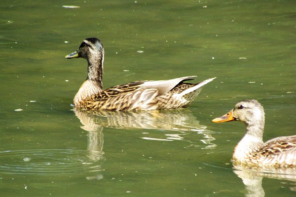 an eclipse male and female Mallard ducks (I)