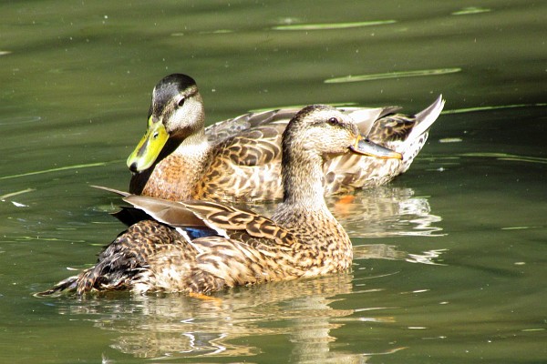 an eclipse male and female Mallard ducks (II)