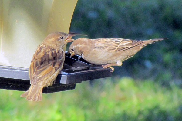 two female house sparrows at the feeder