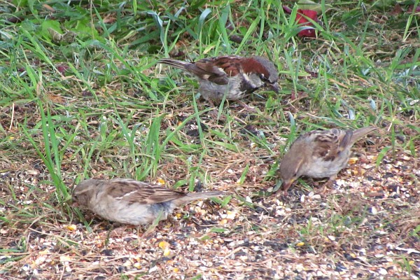a male house sparrow joins two females on the gournd