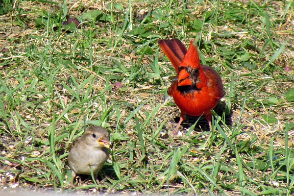 a male cardinal and a female house sparrow
