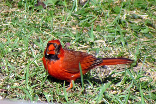 a male cardinal by himself