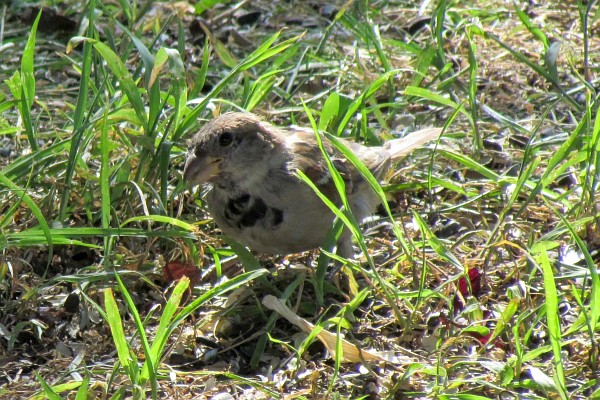 a non-breeding male house sparrow