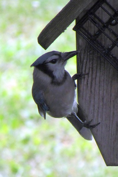 a blue jay checking out the suet feeder