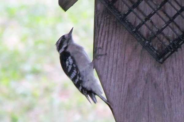 side view of a femal Downy Woodpecker