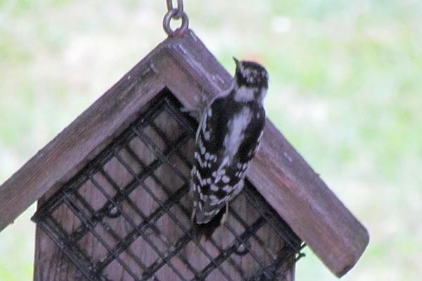 back view of a female Downy Woodpecker