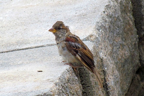 juvenile male House Sparrow