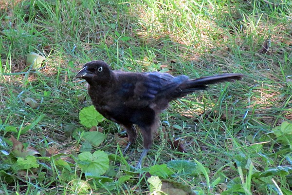 juvenile American Crow