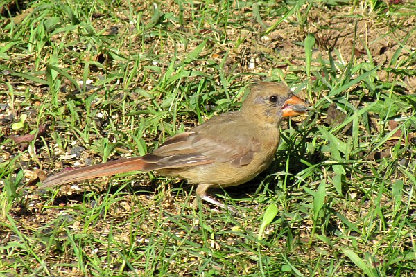 young female Northern Cardinal