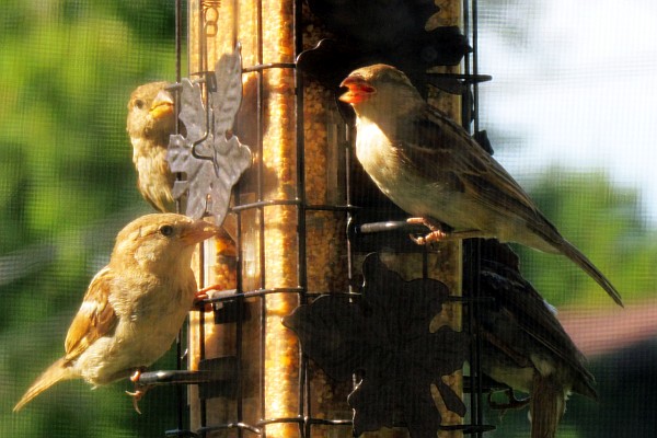 three female House Sparrows at the feeder at our apartment