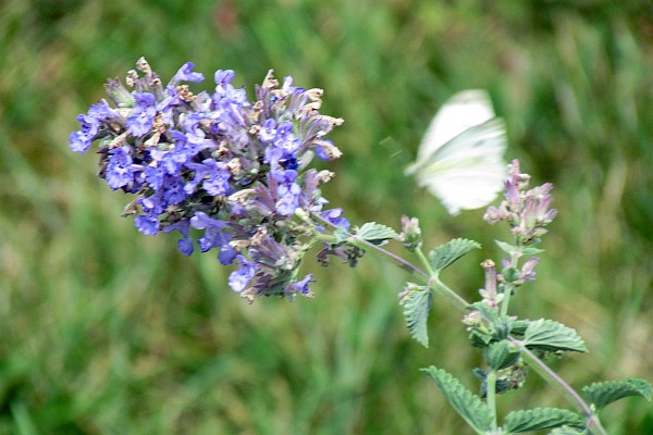 Small White Cabbage Butterfly near a lavender flower