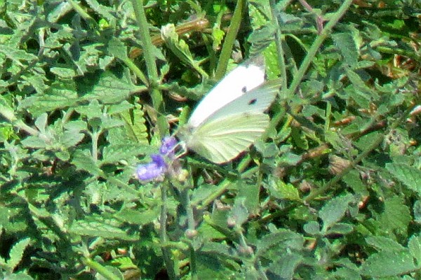 Small Cabbage White Butterfly on  a lavender flower