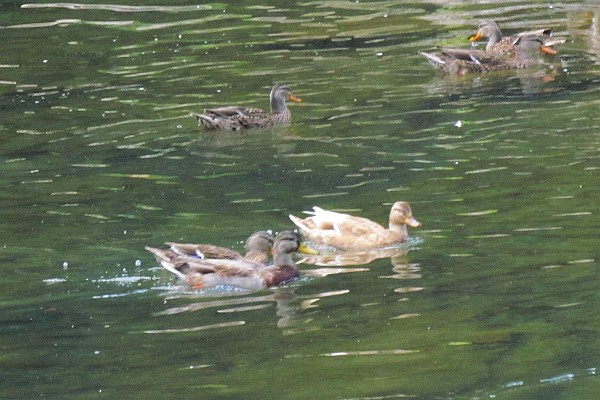 Mallard Duck on North Fork of Shenandoah River, Bridgewater (I)