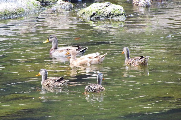 Mallard Duck on North Fork of Shenandoah River, Bridgewater (II)