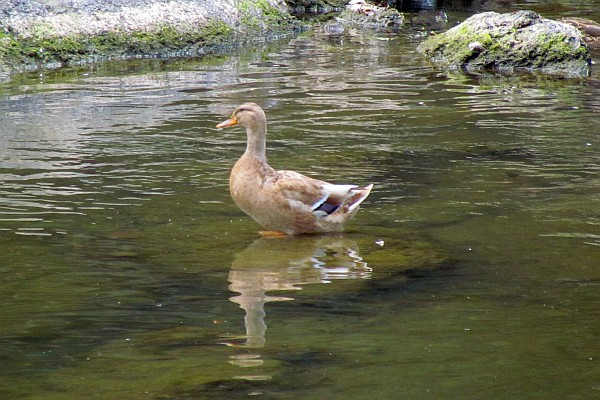 Mallard Duck on North Fork of Shenandoah River, Bridgewater (III)