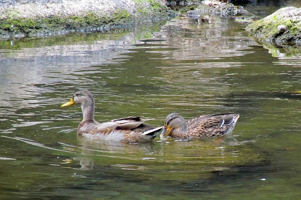 Mallard Duck on North Fork of Shenandoah River, Bridgewater (IV)