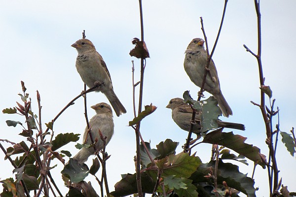 four male House Sparrows in a tree