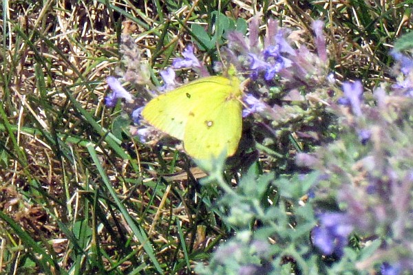 clouded yellow butterfly (II)