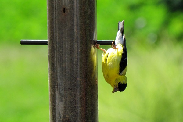 goldfinch at a feeder