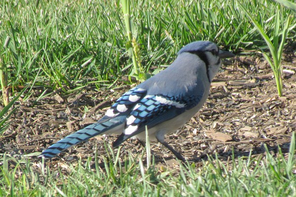 blue jay hunting for seeds